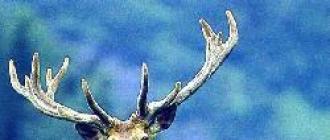 Deer is an auspicious symbol. What does a deer with antlers symbolize?