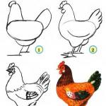 How to draw a chicken How to improve memory and develop attention