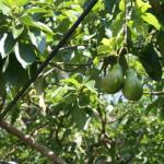 Авокадото - неговите полезни свойства и приложение