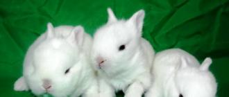 Защо сънува бял заек: жена, момиче, бременна жена, мъж - тълкуване според различни книги за сънища Сънувах бял заек.
