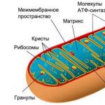 Funkcje i budowa mitochondriów