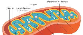 Из чего состоит митохондрия клетки