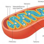 Из чего состоит митохондрия клетки