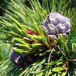 Pine nut: beneficial properties and harm, use and cultivation of Italian pine