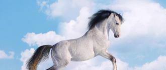 Why does a white horse dream, dream book, interpretation of dreams Why does a girl dream of a white horse
