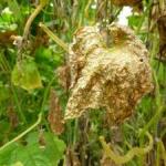 Downy Mildew on Measure Cucumbers Best Treatment for Downy Mildew