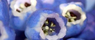 Muscari: the blue of fairy bells in your garden