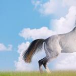 Зошто сонува бел коњ, книга за соништа, толкување на соништата Зошто една девојка сонува бел коњ
