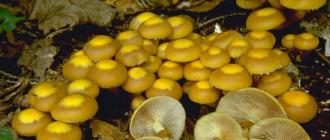 Edible mushrooms mushrooms - photo, description and useful properties