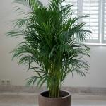 Chrysalidocarpus: planting, care and propagation of palm trees at home Chrysalidocarpus home care