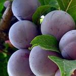 Useful properties of plums: features of treatment with juice, leaves, bark and pulp The effect of plums on the human body
