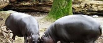 Dlaczego hipopotamy śnią, jak książki o snach interpretują sny z tymi zwierzętami