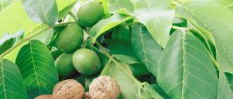 The benefits and harms of walnuts for the human body